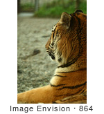 #864 Photography Of The Royal Bengal Tiger Side-Shot