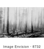 #8732 Picture Of A Forest Fire Aftermath