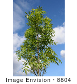 #8804 Picture of a Raywood Ash Tree by Jamie Voetsch