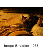 #936 Photo Of Siamese Catnap