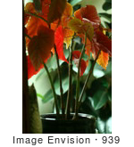 #939 Picture Of The Red Leaves Of An Angel Wing Begonia Plant