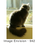 #942 Photography Of A Gray Cat Sitting On A Windowsill