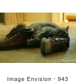 #943 Picture Of Cat Rubbing Against Boots