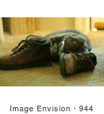 #944 Photography Of A Cat Rubbing Against Leather Boots