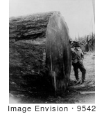 #9542 Picture Of A Man With Sequoia Log