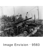 #9583 Picture Of Fir Logging