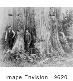 #9620 Picture Of A Giant Cedar Tree
