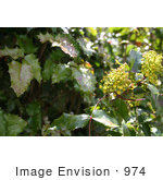 #974 Stock Photograph Of The Oregon Grape Flowers