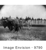 #9790 Picture Of A Buffalo Pulling A Cart