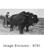 #9791 Picture Of A Bison Pulling A Woman In A Cart