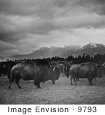 #9793 Picture Of Bison In Butte Montana