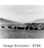 #9796 Picture Of A Buffalo Stampede