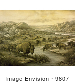 #9807 Picture Of A Buffalo Herd