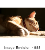 #988 Picture Of A Cat Falling A Sleep