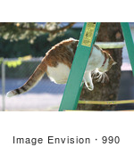 #990 Picture Of A Cat On A Ladder