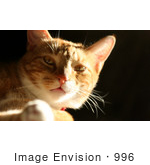 #996 Picture Of An Orange & White Cat