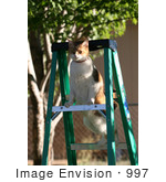 #997 Picture Of A Cat On A Ladder