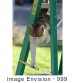 #999 Picture Of A Cat On A Stepladder