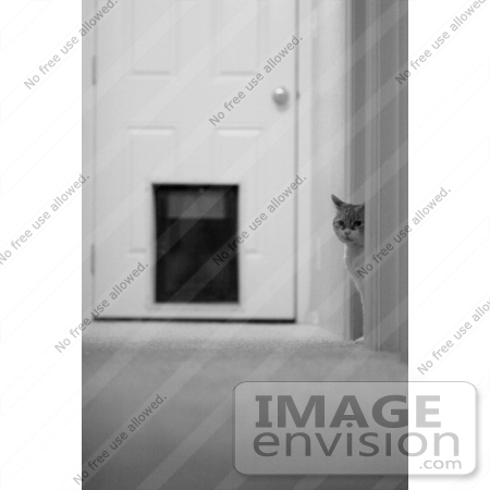 #1009 Black and White Picture of a Cat in a Hallway by Kenny Adams