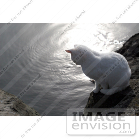 #1058 Picture of a White Cat Looking at the Rogue River by Kenny Adams