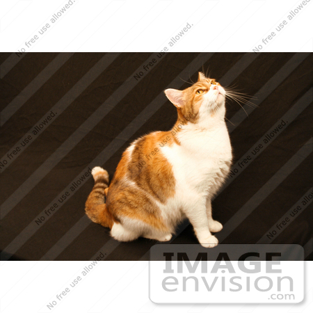 #1109 Photograph of a Calico Cat Looking Up by Jamie Voetsch
