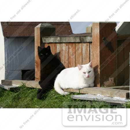 #1124 Picture of a Black and a White Cat Sitting Together by Kenny Adams