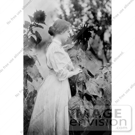 #11249 Picture of Helen Keller in a Sunflower Garden by JVPD