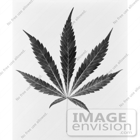 #11449 Picture of a Black and White Marijuana Leaf by JVPD