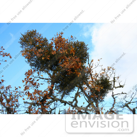 #1173 Photograph of Mistletoe in an Oak Tree by Jamie Voetsch