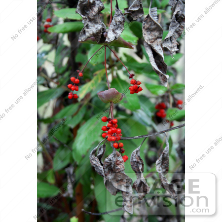 #1177 Image of Red Honeysuckle (Lonicera ciliosa) Berries by Jamie Voetsch