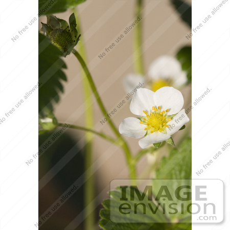 #12162 Picture of a Strawberry Blossom by Jamie Voetsch
