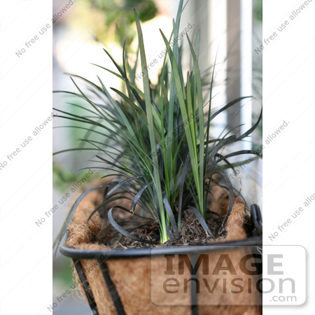 #12179 Picture of a Window Planter With Mondo Grass by Jamie Voetsch