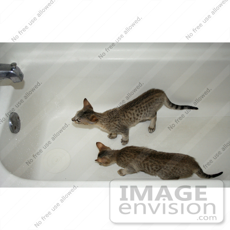 #12214 Picture of Savannah Kittens Playing in a Tub by Jamie Voetsch