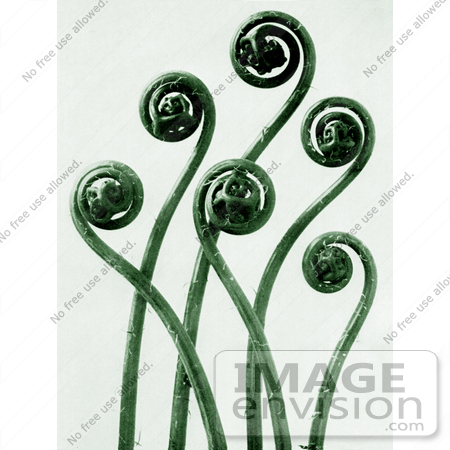 #12273 Picture of Elegant Curled Fronds of a Maidenhair Fern in Green Tones by JVPD