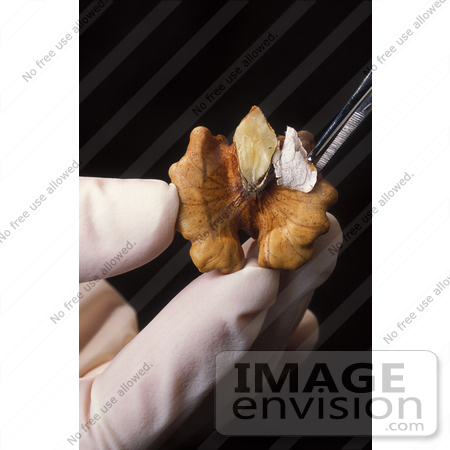 #12903 Picture of a Gloved Hand With Tweezers, Removing Pellicle From a Tulare Walnut by JVPD