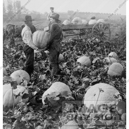 #13394 Picture of Men Harvesting Pumpkins in Yakima Valley, Washington, 1904 by JVPD