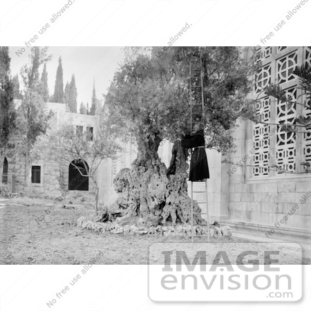 #13587 Picture of a Monk Picking Olives From the Tree of Agony, Jerusalem by JVPD