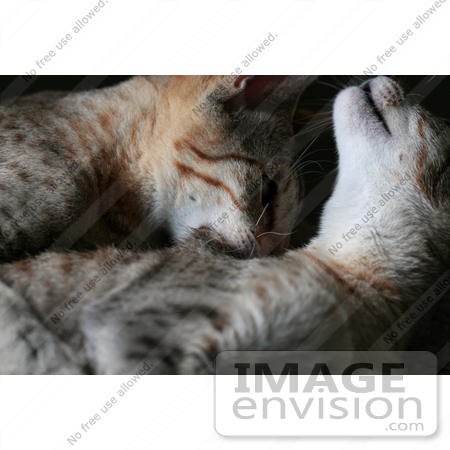 #13748 Picture of a Male Kitten Biting a Female’s Neck, Trying to Mate or Play by Jamie Voetsch