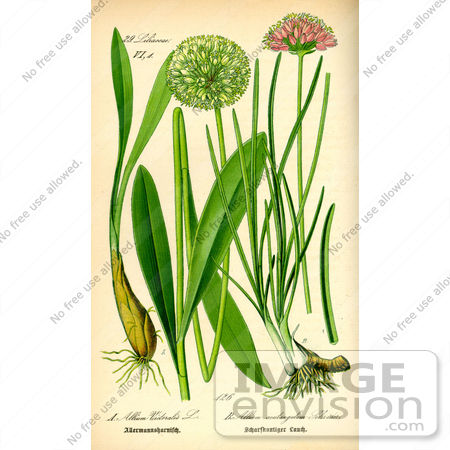 #13800 Picture of Allium Victoralis Onion Plants by JVPD