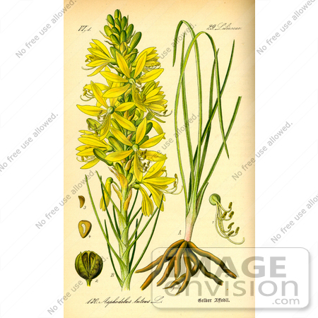 #13826 Picture of Yellow Asphodel Flowers (Asphodelus luteus) by JVPD