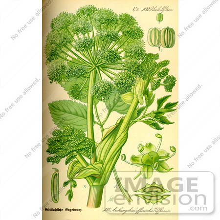 #13974 Picture of Garden Angelica, Holy Ghost, Wild Celery, Norwegian angelica (Angelica archangelica) by JVPD