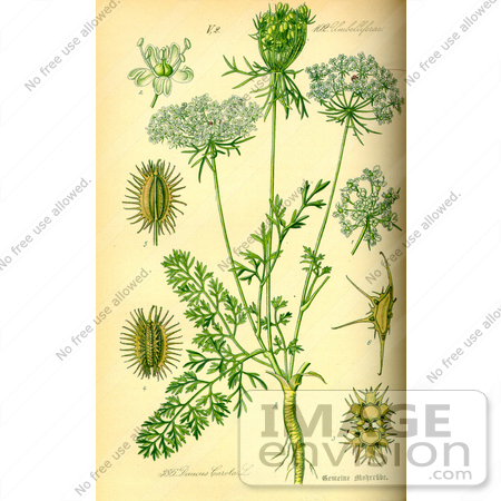 #14028 Picture of Carrot Plant (Daucus carota) by JVPD