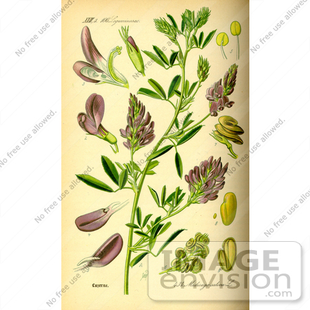 #14046 Picture of Alfalfa, Lucerne, Purple Medic, Trefoil (Medicago sativa) by JVPD