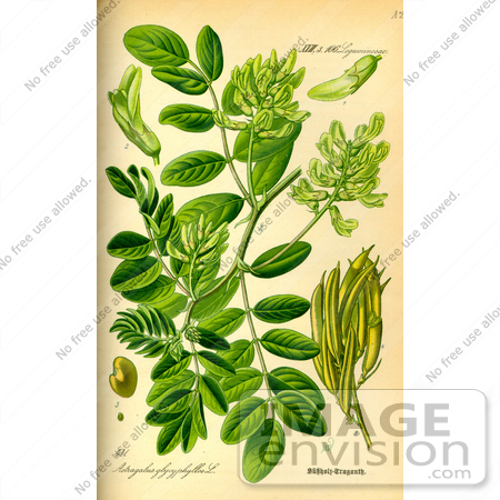 #14068 Picture of Liquorice Milkvetch, Wild Liquorice, Wild Licorice (Astragalus glycyphyllos) by JVPD