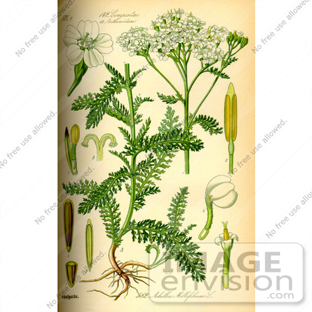 #14217 Picture of Yarrow, Common Yarrow, Gordaldo, Nosebleed plant, Old Man’s Pepper, Sanguinary, Soldier’s Woundwort, Thousand-leaf, Thousand-seal (Achillea millefolium) by JVPD
