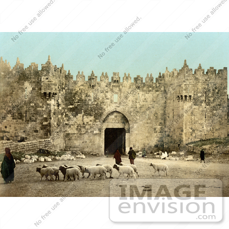 #14413 Picture of Sheep in Front of the Damascus Gate, Jerusalem by JVPD