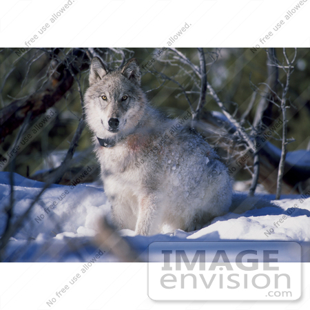 #15171 Picture of a Gray Wolf With a Tracking Collar by JVPD