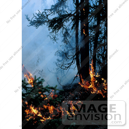 #15199 Picture of a Fire in a Spruce Forest, Innoko NWR by JVPD