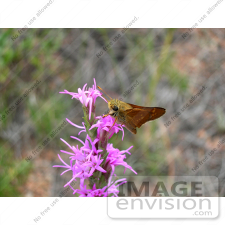 #15200 Picture of a Pawnee Montane Skipper Butterfly on Pink Flowers by JVPD