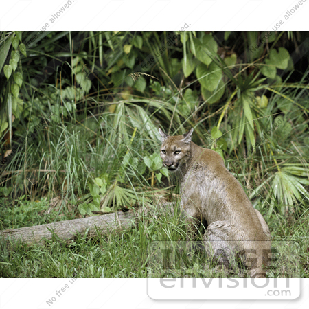 #15204 Picture of a Florida Panther (Puma concolor coryi, Puma concolor couguar) by JVPD